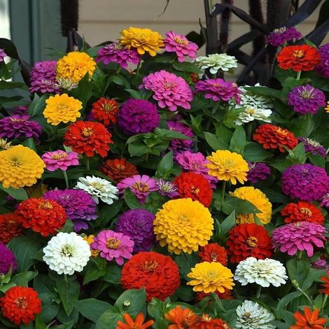 Mélange Floral 4-Pack 1200 graines – Zinnia & Dahlia, Semis Facile, Jardins, Parterres et Pots (1/5)