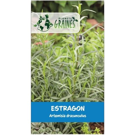 50 graines de Estragon de Russie - Artemisia dracunculoides - herbe aromatique (1/5)