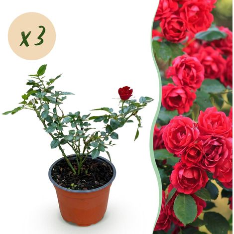 Rosier de Jardin Rosa Rote The Fairy Buisson Rustique Rouge - Lot de 3 Plantes Pot 12 cm (1/5)