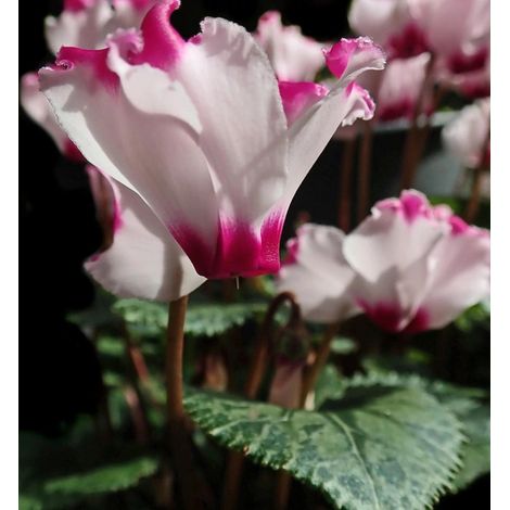 Cyclamen mini Absolu®/Pot de 10.5 cm
