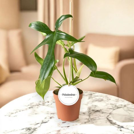 Gardenaria Philodendron 'Gladhands' - Pianta da interno ornamentale - Altezza: 40 cm (vaso 12) (1/5)
