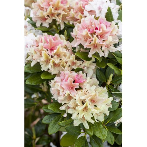 Yaku-Rhododendron 'Percy Wiseman' Rhododendron yak.'Percy Wiseman' 4L 30- 40 (1/5)