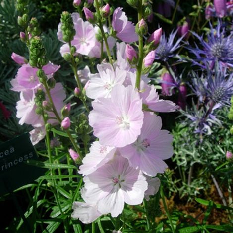 4 x Sidalcea 'Little Princess' - godet 9x9 cm