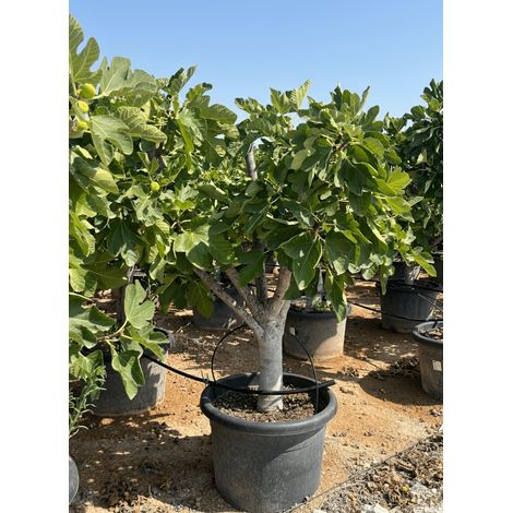 Figuier - 40 ans - Arbres fruitiers - Calabacita Blanca (Ficus