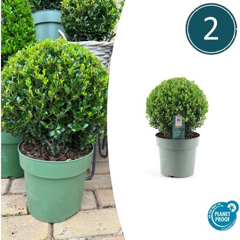 Lot de 2 Boules Ilex crenata 'Jenny' XL Ø 19 cm Alternative au Buis Arbuste Décoratif Extérieur - PANGIVO (1/5)