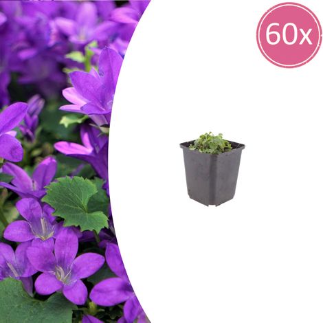 Lot de 60 Campanules de Dalmatie (Campanula portenschlagiana) Vivaces Couvre-sol Violettes 10-25 cm - PANGIVO (1/5)