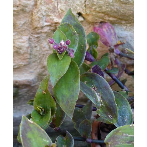 3 cuttings - Tradescantia blossfeldiana (cerinthoides) - Wandering jew green purple