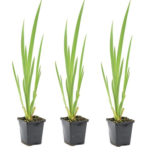 Bloomique - Lot de 3 - Iris Pseudacorus - Iris jaune - Plantes de bassin - Plantes aquatiques - Rustique - Hauteur 20-30 cm - Pot 9 cm (1/5)
