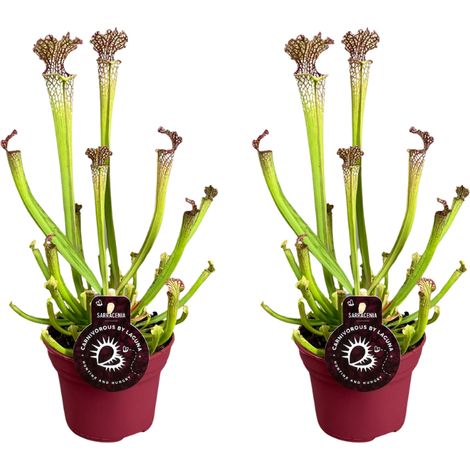 Sarracenia Farnhamii Plante Carnivore Lot de 2 Pièces Ø12cm H40cm pour Intérieur et Extérieur - PANGIVO