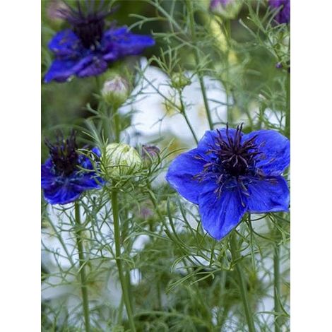 Nigelle d'Espagne le sachet de 750 graines (1g) (1/2)