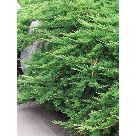 Genévrier horizontal 'Prince of Wales' Pot de 2L/3L (1/2)