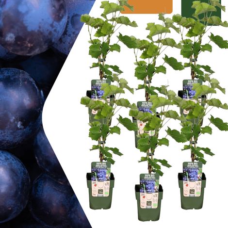 Lot de 6 Plantes de Vigne BIO Vitis vinifera pour Jardin et Verger Pot Ø 13 cm - PANGIVO