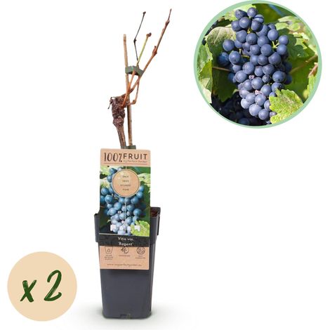 Lot de 2 Vignes Vitis Vinifera Regent Raisin Bleu Greffé Plante Fruitière Pot 15 cm Hauteur 50 cm - PANGIVO (1/4)