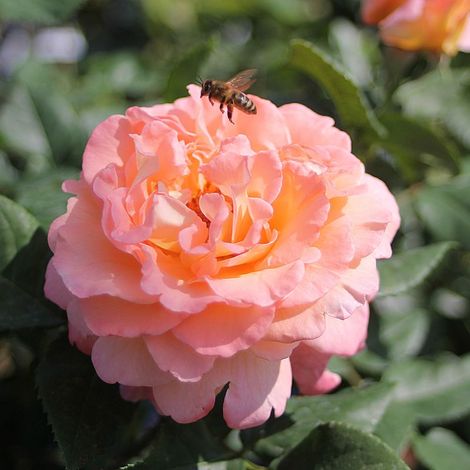 Gardenaria Rosa 'Augusta Luise' - Rosa da giardino - Altezza: 40/50 cm (vaso20) (1/3)