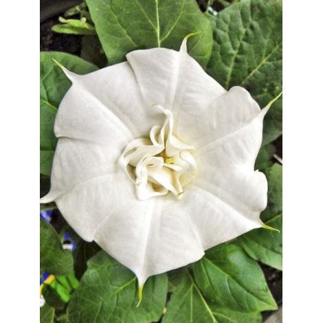 Datura 'Double White Lady' le sachet de 8 graines (1/2)
