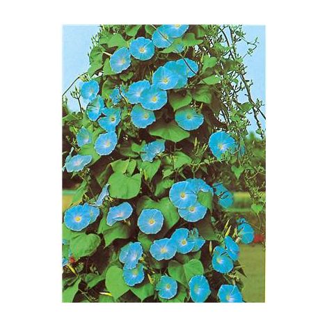 Ipomée coerulea 3 g – Graines de fleurs grandes fleurs bleues – Exposition chaude – Hauteur 3 à 4 m – Fabre Graines