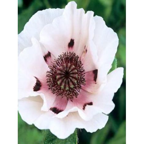 Pavot d'orient 'Perry's White' Godet de 8/9 cm (1/3)