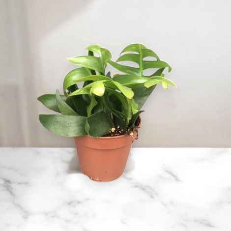 Gardenaria Epiphyllum chrysocardium - Pianta da interno ornamentale - Altezza: 22 cm (vaso 12) (1/5)