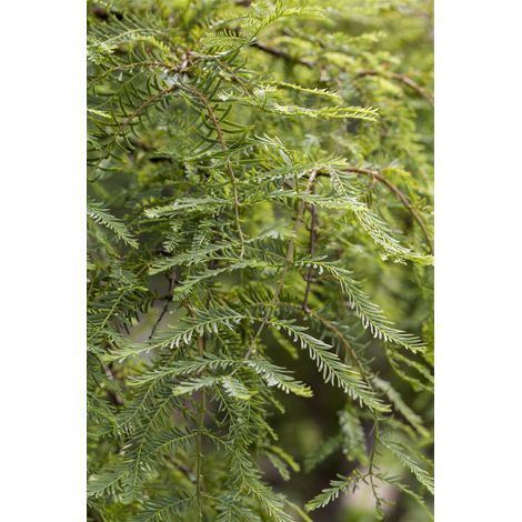 Chinesisches Rotholz 'Miss Grace' Metasequoia glyptostroboides 'Miss Grace' Sta C 7,5 Krone mehrj. Sth. 60- (1/3)