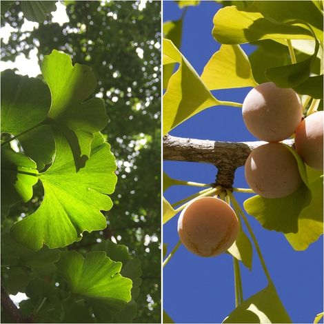 Planta de Ginkgo Biloba. Gingo. Arbol de los Cuarenta Escudos. Altura: 20 - 30 Cm