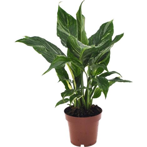 Spathiphyllum Diamond Vredeslelie Plante d’Intérieur Feuillage Vert Blanc Pot 12 cm Hauteur 40 cm - PANGIVO (1/5)