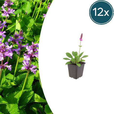 Lot de 12 Stachys monieri 'Hummelo' Épiaire de Monnier Vivace Rose Pourpre Pot Ø9cm 10-25cm - PANGIVO (1/5)