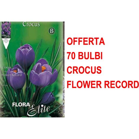 OFFERTA 70 BULBI AUTUNNALI CROCUS FLOWER RECORD BULBS BULBES