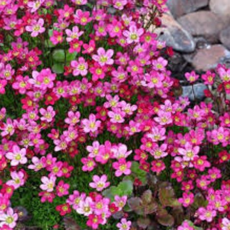 4 x Saxifrage d'Arends - Saxifraga 'Purpurteppich' - godet 9x9 (1/4)