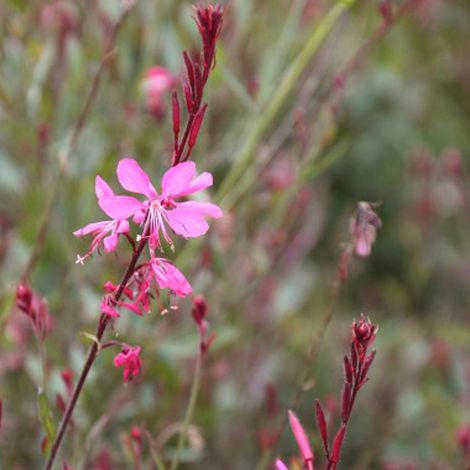 4 x Gaura lindheimeri 'Siskiyou Pink' - godet 9x9 cm