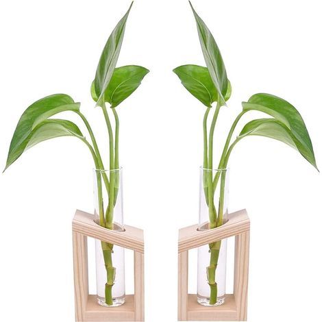 Vase en Tube à Essai - 2 Pièces en Verre Avec Cadre en Bois Pour Propagation Plantes Hydroponiques, Décoration Bureau et Domicile (1/5)