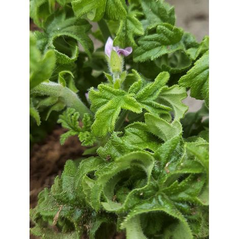 Géranium à odeur de rose citronnée 'Bontrosaï' Godet de 8/9 cm