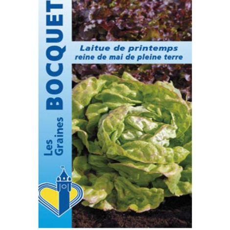 Laitue de printemps 'Reine de Mai' de pleine terre le sachet de 2500 graines (3g)