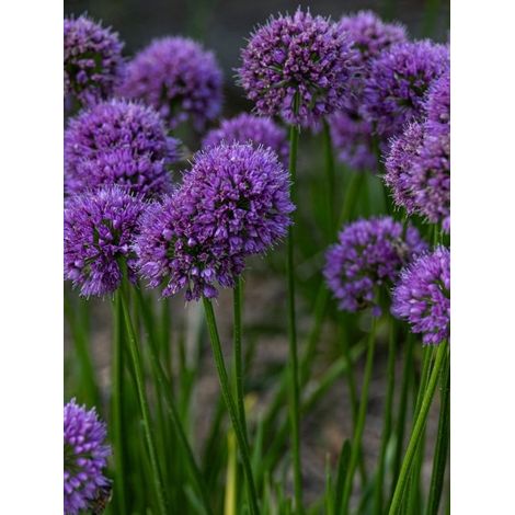 Ail d'ornement 'Lavender Bubbles' Pot de 2L/3L (1/2)