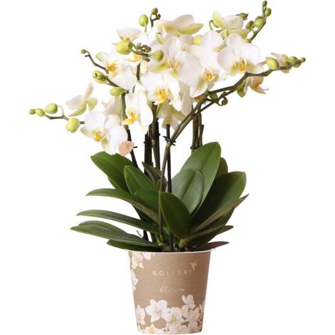 Orchidée Phalaenopsis Blanche - Plante d'Intérieur Décorative - Pot de 12 cm - 2 ou 3 Branches - PANGIVO