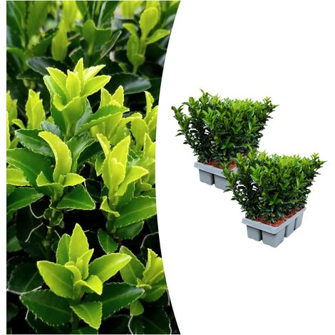 Lot de 12 Euonymus 'Green Spire' Fusain du Japon Arbuste Persistant Haie et Bordure Ø 7 cm H 15 cm - PANGIVO (1/4)