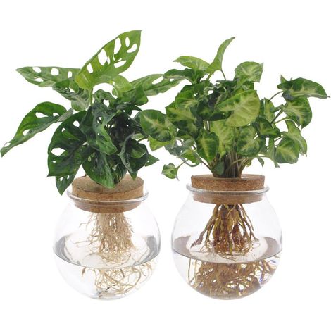 Bolglas Duo Monstera Adansonii et Syngonium Green - Plantes Intérieures en Pot - 2 Pièces - 12 cm - 12-30 cm - PANGIVO
