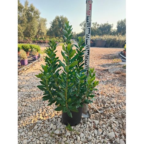Arbousier Arbutus Unedo Pot 24 cm Arbuste Persistant (1/4)