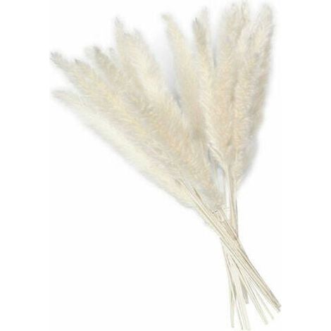 15 brins d'herbe de la pampa, 60 cm, fleurs séchées naturelles, décoration intérieure, mariage (1/5)