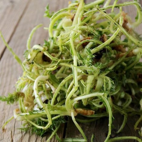 Semi di cardone cardoncello selvativo ortaggio pianta per orto e giardino