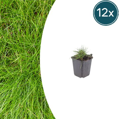 Lot de 12 Festuca gautieri - Fétuque Graminée Couvre-sol Vert Persistant - 10-25 cm Ø 9 cm - PANGIVO (1/5)