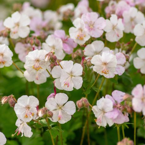 Bloomique - Lot de 3 - Géranium cantabrigiense Biokovo - Géranium rosat - Fleurs blanc-rose - Résistant à l'hiver - Hauteur 10-20 cm - Pot 9x9 cm