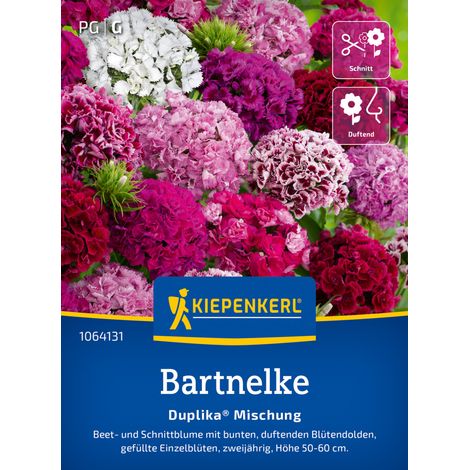 Kiepenkerl Blumensamen Bartnelke Mischung für ca. 60 Pflanzen