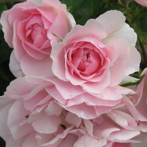 2 x Rosa - Rosier couvre-sol - Rosa 'Bonica'® (1/5)