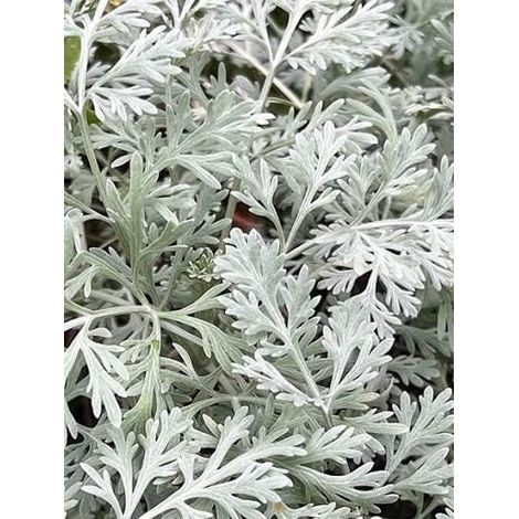 100Gram - artemisia wormwood (dried on order) Medicinal