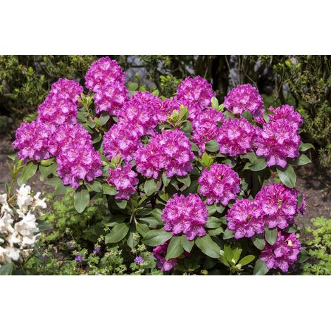 Rhododendorn 'Claudine' Rhododendron Hybr.'Claudine' C 7,5 40- 50 (1/2)