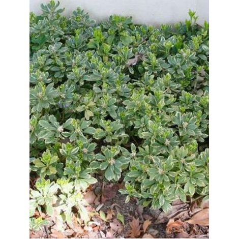 Pachysandra terminalis 'Variegata' Godet de 8/9 cm (1/3)