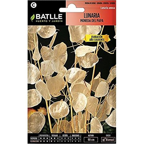Batlle - Semi di Fiori lunaria Moneta del Papa (1/2)