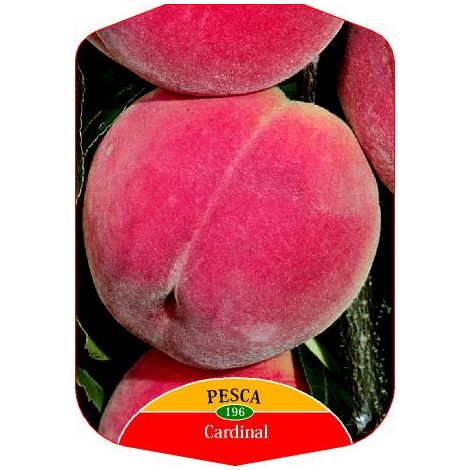 Pesca Cardinal (Pianta di 3 anni)