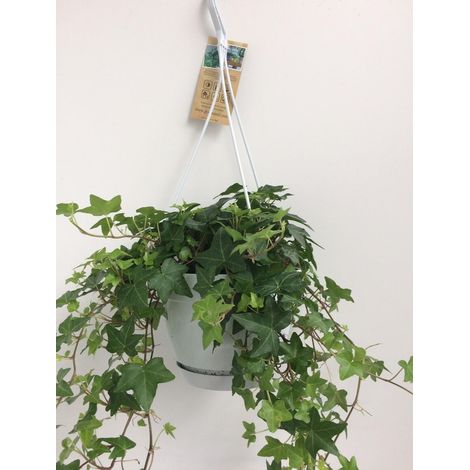 Lierre Hedera Helix Vert - Plante Suspendue en Pot Blanc Ø17 cm - Hauteur 45 cm - PANGIVO (1/5)
