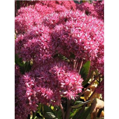 Orpin 'Mr Goodbud'® Godet de 8/9 cm (1/5)